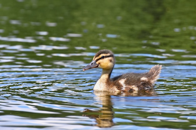 Free photo duck swimming in a lake