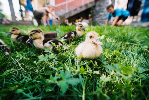 Free Photo duckling in the green grass