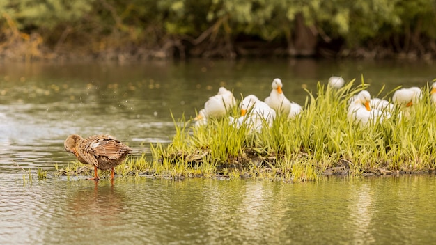 Ducks on a pond