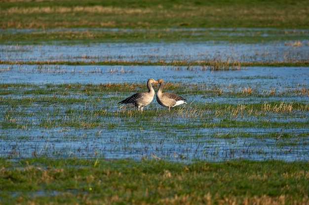 Ducks standing in front of each other on a grass field drenched with water