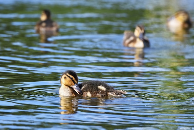 Ducks swimming