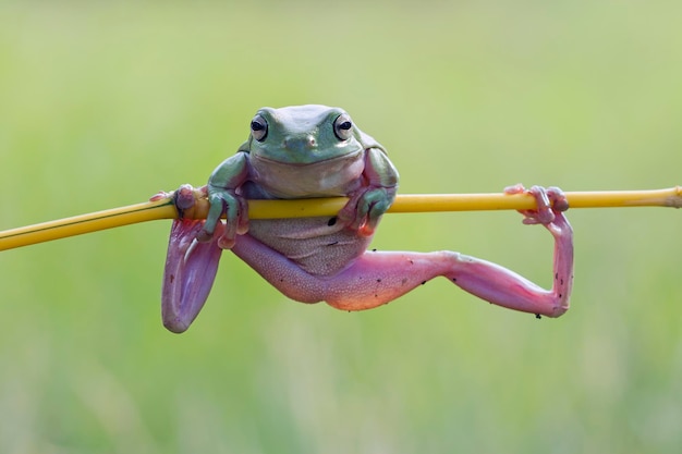 Free Photo dumpy frog litoria caerulea on branch dumpy frog on branch