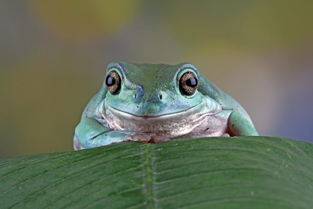 Dumpy frog litoria caerulea closeup on bark dumpy frog on branch tree frog on branch amphibian closeup