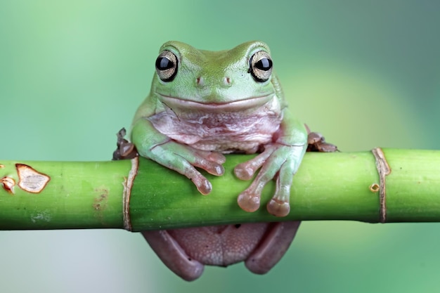 Free photo dumpy frog litoria caerulea closeup on branch