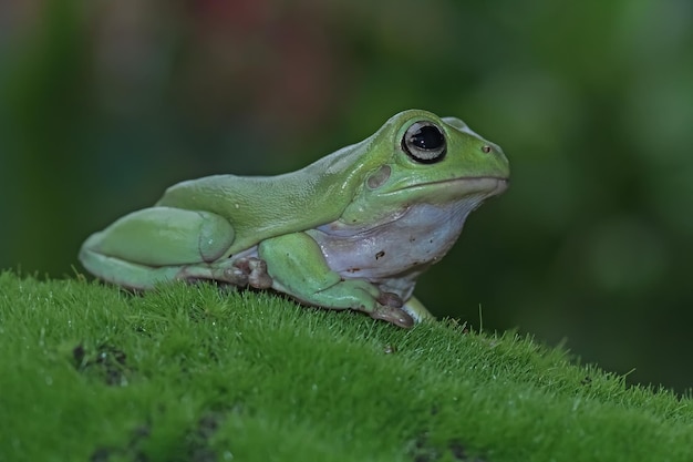 Dumpy frog litoria caerulea closeup on moss