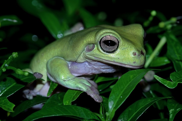 Dumpy frog litoria caerulea on green leaves dumpy frog on branch tree frog on branch amphibian closeup