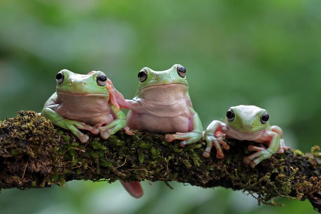 Free photo dumpy frog litoria caerulea on green leaves dumpy frog on branch