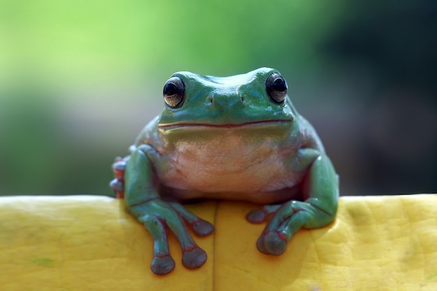 Dumpy frog sitting on green leaves