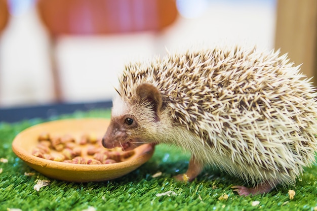 Free photo dwarf porcupine eating food in mimic green garden