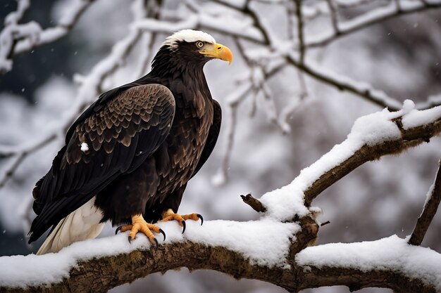 Eagle in winter time