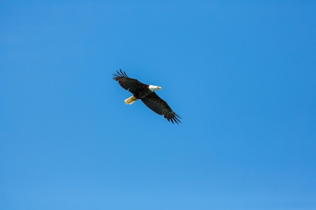 Free photo eagle