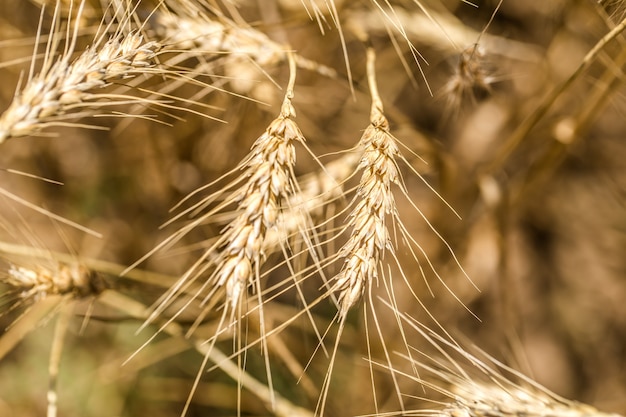 ears of wheat close-up on the field ,the concept of farming and nature