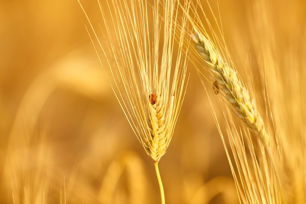 Ears of wheat and a ladybug on a spikelet on a background