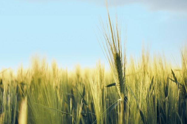 Ears of young green rye in the field Rural landscapes in sunset sunlight against a blue sky selective soft focus shallow depth of field