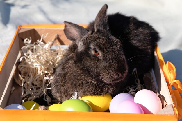 Easter brown rabbit with brown eyes in a wooden white basket with a colorful ribbon and Easter eg