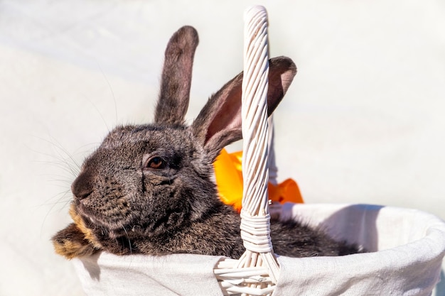 Free photo easter brown rabbit with brown eyes in a wooden white basket with an orange ribbon