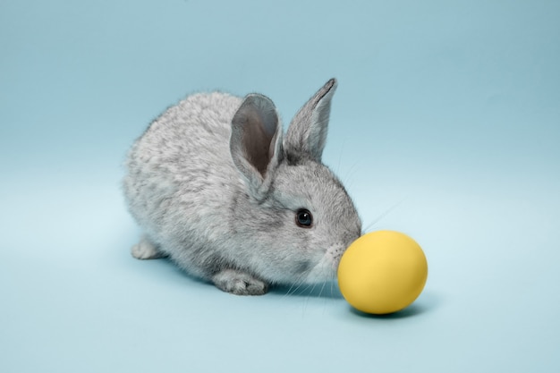 Easter bunny rabbit with blue painted egg on blue wall