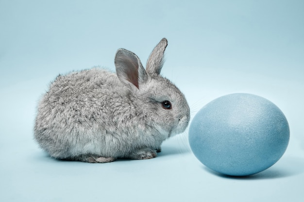 Free photo easter bunny rabbit with blue painted egg on blue wall