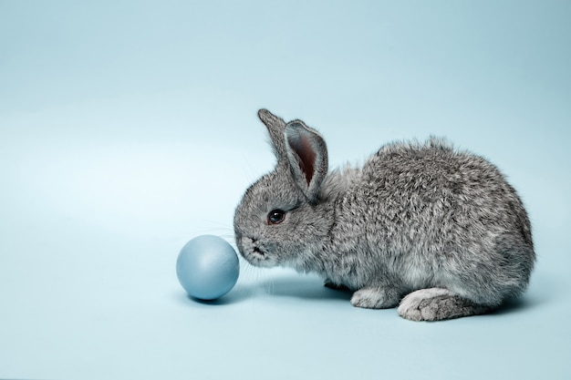 Easter bunny rabbit with blue painted egg on blue