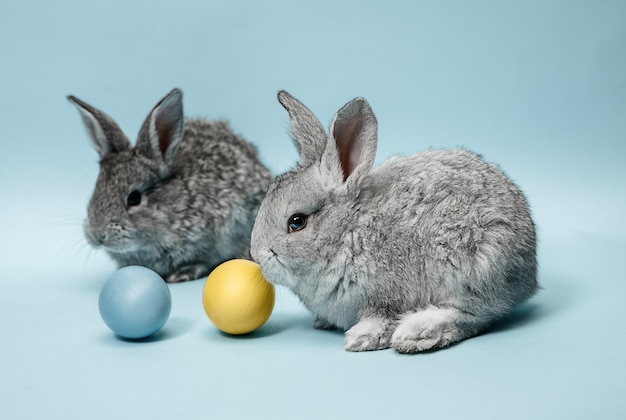 Easter bunny rabbit with painted eggs on blue background. Easter, animal, spring, celebration and holiday concept.