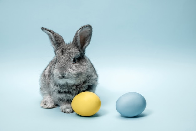 Easter bunny rabbit with painted eggs on blue wall