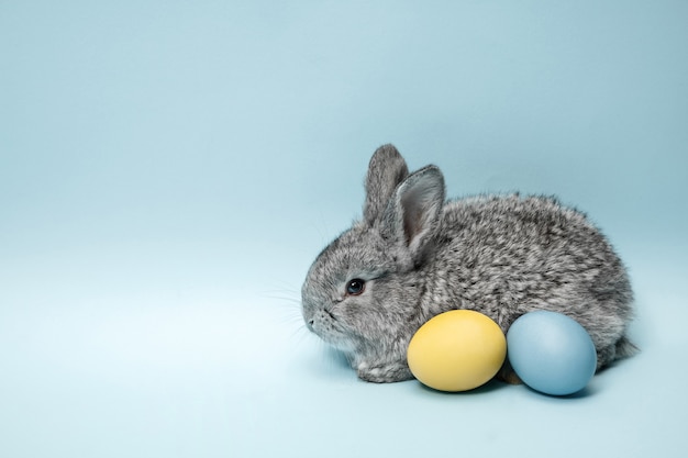 Free photo easter bunny rabbit with painted eggs on blue wall