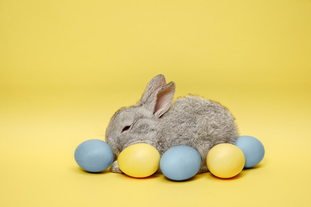 Free photo easter bunny rabbit with painted eggs on yellow wall