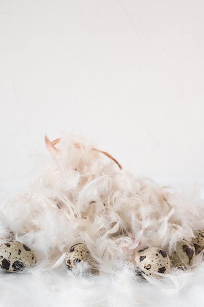 Free photo easter quail eggs between heap of feathers