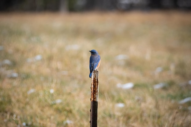 Eastern Bluebird perched on a post.