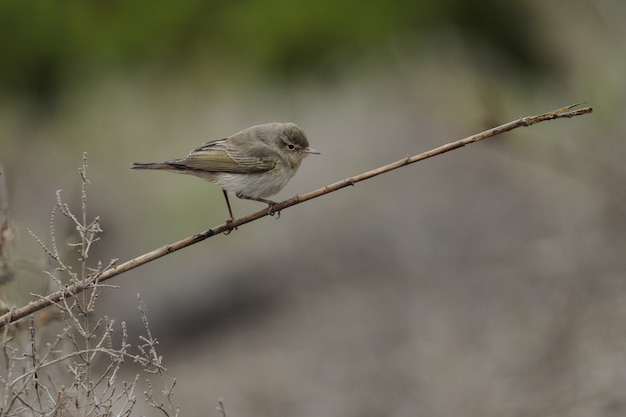 Eastern Bonelli’s warbler, Phylloscopus orientalis