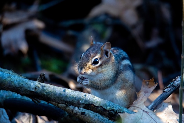 Free photo eastern chipmunk on a branch