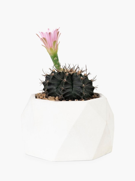 Free photo echinopsis cactus plant with pink flower