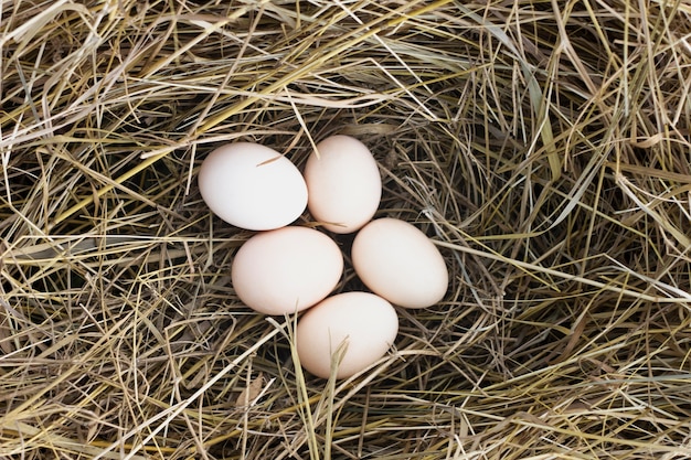 Free photo eggs in hay at the farm from chickens