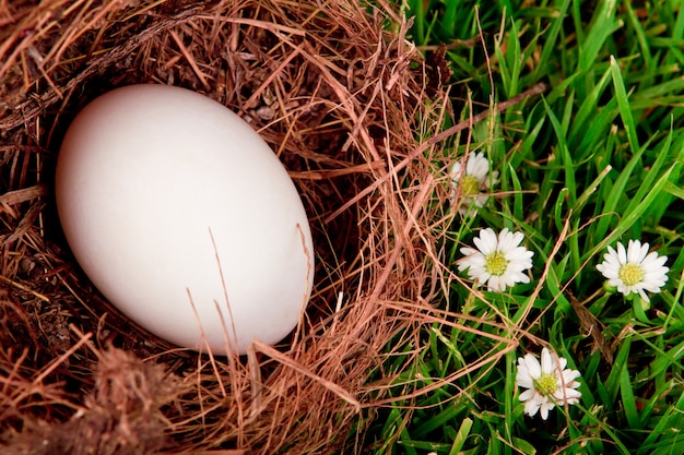 Free photo eggs in nest on  fresh spring green grass