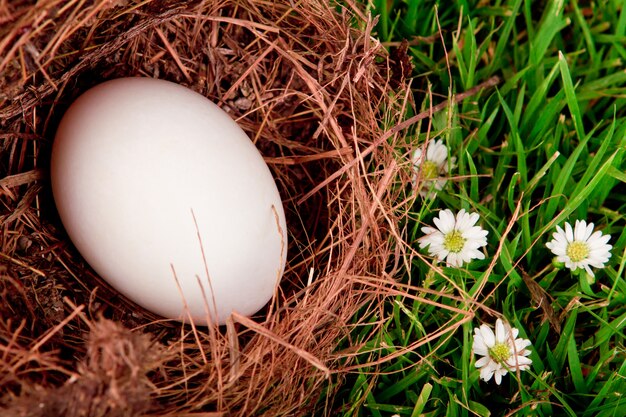 Eggs in nest on  fresh spring green grass