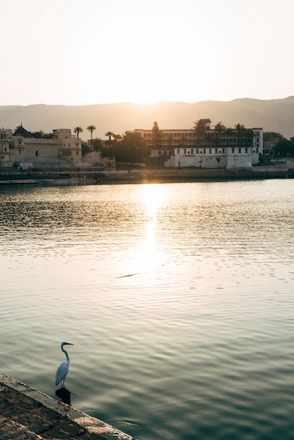 Free photo egret bird at pushkar lake in rajasthan, india