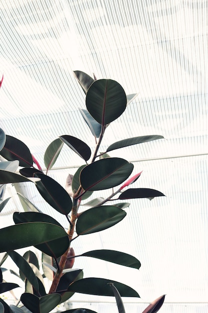 Free Photo elastica ficus with big leaves