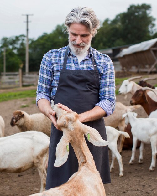 Elder man feeding goats