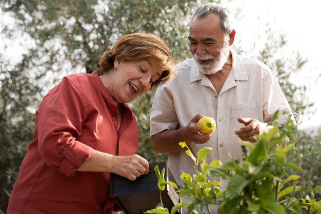 Elderly couple picking vegetables from their countryside home garden