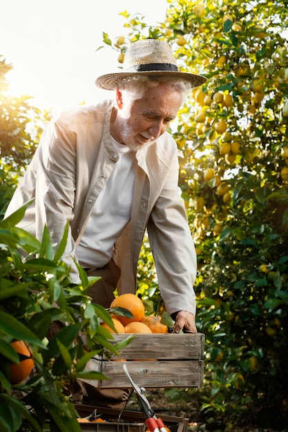 Elderly man in orange trees plantation