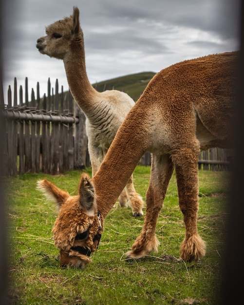 Elective shot of brown and white llamas eating grass