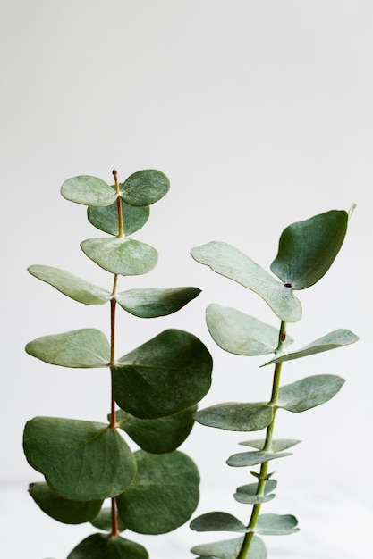 Elegant eucalyptus background