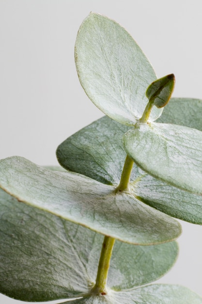 Elegant eucalyptus background