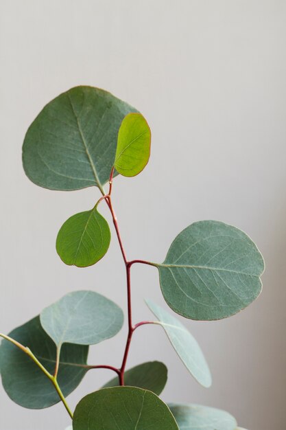 Elegant eucalyptus background