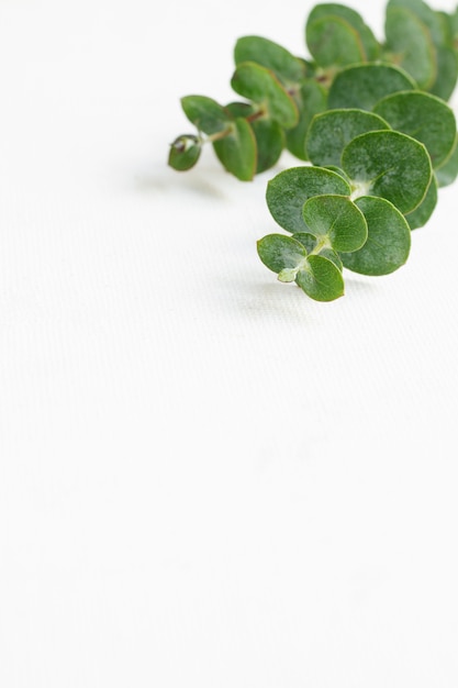 Elegant eucalyptus background