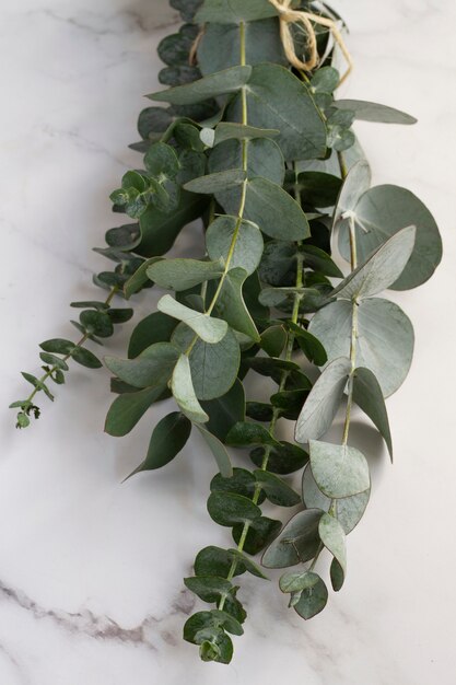 Elegant eucalyptus background