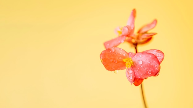 Free Photo elegant flower with dew