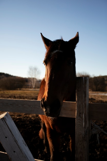 Elegant horse silhouette against dawn sky