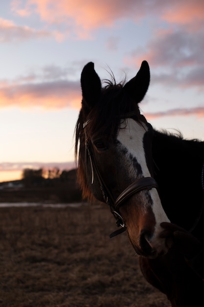 Elegant horse silhouette against dawn sky