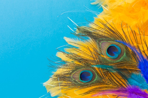 Elegant peacock feathers with close-up